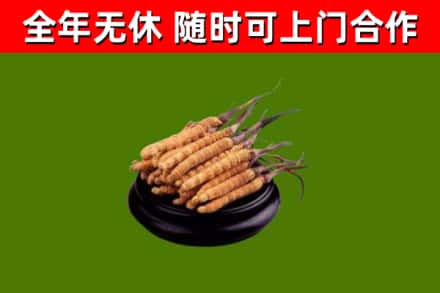 繁昌回收冬虫夏草