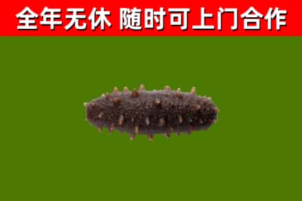 繁昌回收海参干